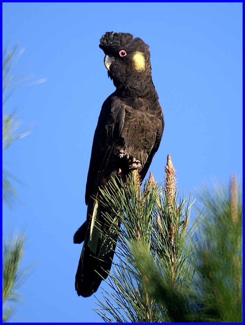 Yellow Tailed Black Cockatoo